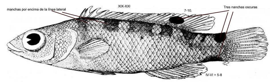 Acantholabrus palloni_nuevo_05.jpg